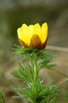 chigir_kM.gif (9910 bytes)
