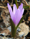 Gerb_BogdanaM.gif (9195 bytes)