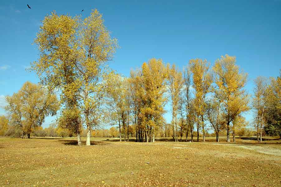 Kagamlik_1.jpg (46345 bytes)