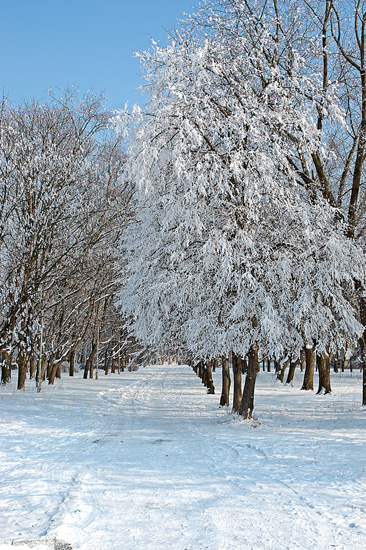 Park_1.jpg (78199 bytes)