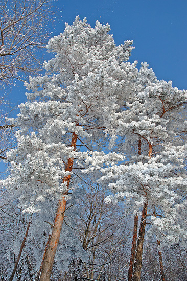 Park_1.jpg (78199 bytes)