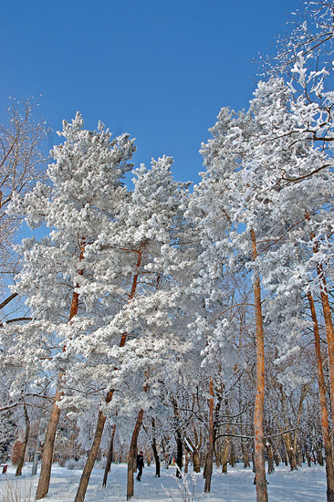 Park_1.jpg (78199 bytes)