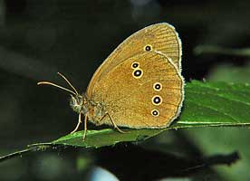  (SATYRIDAE)