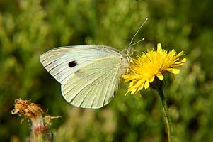 (PIERIDAE)