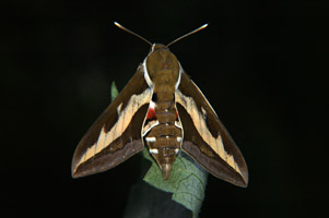  (SPHINGIDAE)