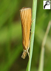ͨ (PARALIDIDAE)
