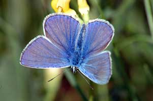  (LYCAENIDAE)