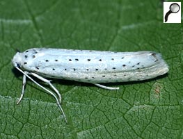   (YPONOMEUTIDAE)