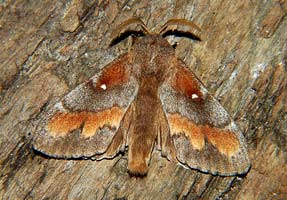  (LASIOCAMPIDAE)