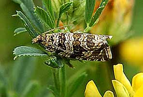 ¨ (TORTRICIDAE)