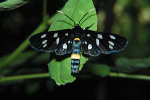   (AMATIDAE)