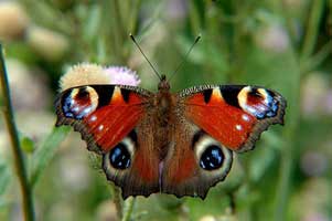  (NYMPHALIDAE)