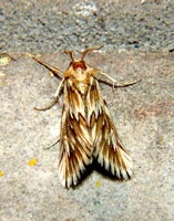 ͨ (PARALIDIDAE)