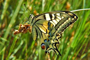  (PAPILIONIDAE)