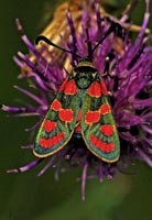  (ZYGAENIDAE)