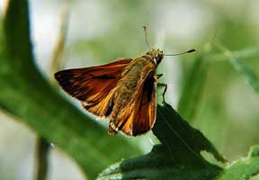  (HESPEREIDAE)