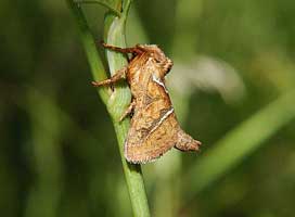  (HEPIALIDAE)