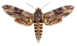 Braznik.gif (14118 bytes)