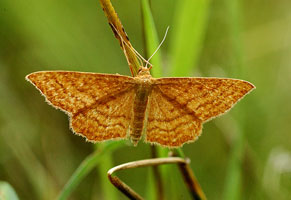  (GEOMETRIDAE)