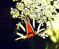  (ARCTIIDAE)
