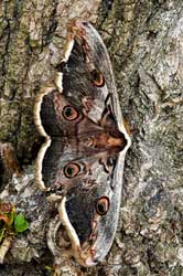    (ATTACIDAE, SATURNIIDAE)