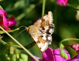  (NOCTUIDAE)